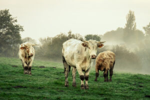 Three cows, two white and one brown, stand on a grassy field with muddy patches. Trees and light fog are visible in the background under an overcast sky.