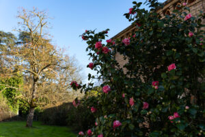 A large bush with pink flowers grows beside a brick building, while a leafless tree and green lawn are visible under a clear blue sky in the background.