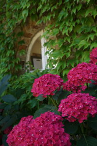 Bright pink hydrangea flowers bloom in the foreground, set against green ivy climbing a stone wall. An arched window, partially covered by ivy, hints at the charm of a glorious chateau in the Loire.