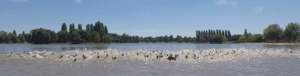 A large group of swimmers wearing swim caps race across a lake on a sunny day, splashing water as they swim near the surface. Trees line the far shore under a clear blue sky.