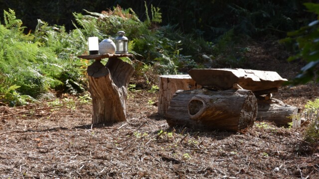 A rustic outdoor setting with tree stumps and logs used as makeshift furniture. One stump holds a small lantern and another object. Lush greenery surrounds the earth-toned scene, creating a natural woodland atmosphere.