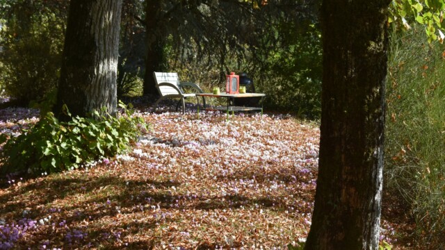 A pretty garden scene with a chair and a table surrounded by white, pink and purple cyclamen flowers. The table holds a red lantern. Sunlight filters through the trees, casting dappled shadows on the ground.