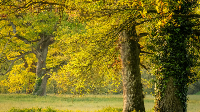 A sunny landscape with large trees covered in green ivy, standing in a grassy field. The golden sunlight filters through the branches, illuminating the leaves with a warm, serene glow.