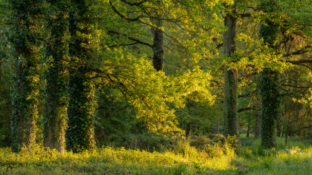 A serene forest scene with tall trees covered in vibrant green ivy. Sunlight filters through the canopy, casting a warm glow on the lush undergrowth. The ground is dotted with small shrubs and grasses.