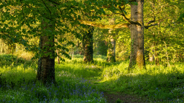 A sunlit forest with tall trees and lush green foliage. The ground is carpeted with blue wildflowers and grass, and a narrow path winds through the scene. Sun rays filter through the leaves, casting dappled light on the forest floor.