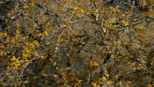 A dense forest of leafless trees with a few remaining yellow leaves scattered among bare branches. The background is filled with a mix of shadows and hints of green foliage. The overall mood is autumnal and serene.