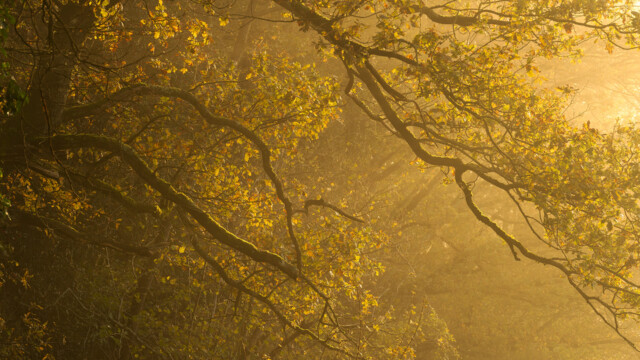 Sunlight filters through a misty forest, illuminating branches and yellow-green leaves. The warm glow creates a serene, ethereal atmosphere, highlighting the intricate pattern of the tree limbs.
