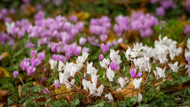 White and pink cyclamen flowers bloom amidst green leaves and scattered fallen brown leaves, creating a vibrant, natural scene. The cyclamen petals delicately contrast with the surrounding foliage and earthy tones.