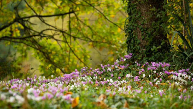 A lush landscape with a tree on the right is surrounded by a carpet of pink and white flowers. The background features blurred greenery, creating a serene and natural scene.