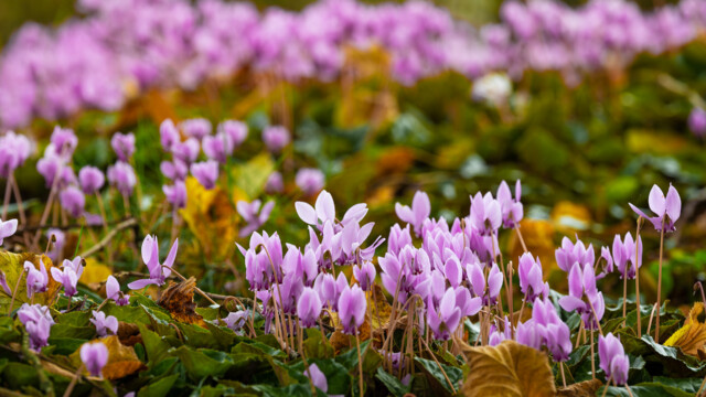 A field of vibrant pink cyclamen flowers blooms amid lush green leaves and scattered brown foliage, creating a colorful and lively scene under soft natural lighting.