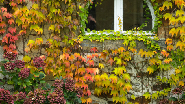 A rustic stone wall with a small arched window is covered in vibrant ivy leaves changing colors from green to red and yellow. Below the window, clusters of faded hydrangea flowers add texture and contrast.
