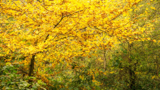 A tree with vibrant yellow leaves stands in a lush green forest, creating a striking contrast. Sunlight filters through the foliage, highlighting the bright autumn colors against the surrounding greenery.