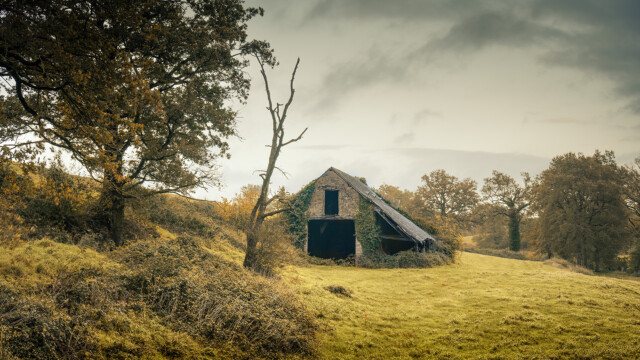 An abandoned, ivy-covered barn with a slanted roof stands in a grassy field. A leafless tree is nearby, surrounded by dense foliage. The sky is overcast, adding a moody atmosphere to the rural landscape.