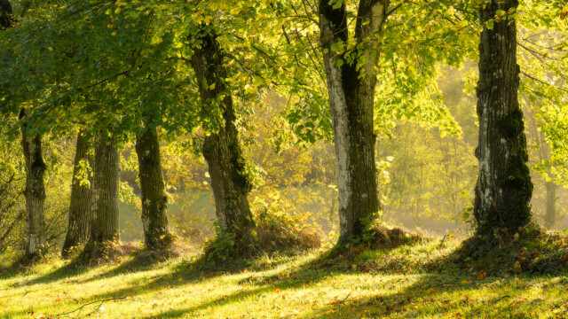 Sunlight filters through a row of trees with lush green leaves, casting long shadows on the grassy ground. The scene is serene and bright, highlighting the vibrant foliage and creating a tranquil, natural atmosphere.