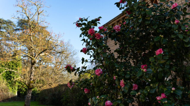 A large bush with pink flowers grows beside a brick building, while a leafless tree and green lawn are visible under a clear blue sky in the background.