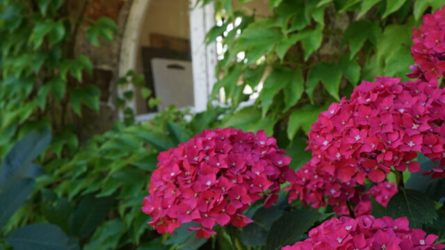 Bright pink hydrangea flowers bloom in the foreground, set against green ivy climbing a stone wall. An arched window, partially covered by ivy, hints at the charm of a glorious chateau in the Loire.