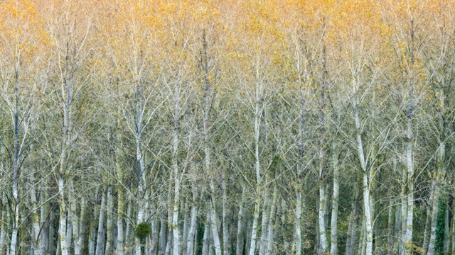 A dense grove of tall, slender trees with white bark and sparse yellow leaves evokes early autumn, resembling the tranquil woods near a glorious chateau in the Loire. The forest floor is hidden, and golden foliage fills the background.