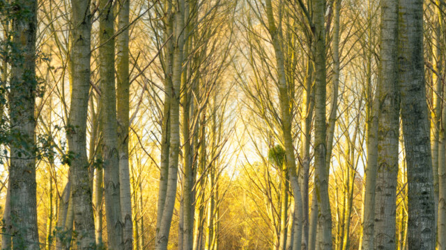Tall, slender trees with pale trunks stand closely together in a forest as golden sunlight filters through the branches, casting a warm glow reminiscent of the grounds of a glorious chateau in the Loire. Green foliage covers the forest floor.