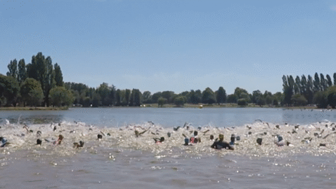 A large group of swimmers wearing swim caps race across a lake on a sunny day, splashing water as they swim near the surface. Trees line the far shore under a clear blue sky.
