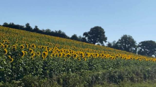 A large field of sunflowers stretches across a gentle slope under a clear blue sky, with a line of trees silhouetted in the background—just beyond, a glorious chateau in the Loire awaits discovery.